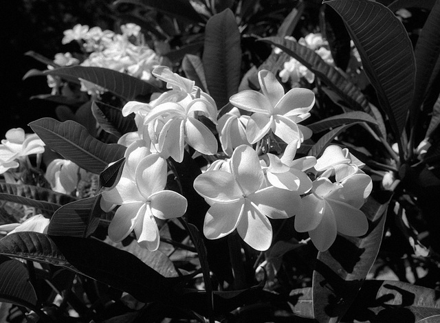 L.A. County Arboretum - Plumeria (60)