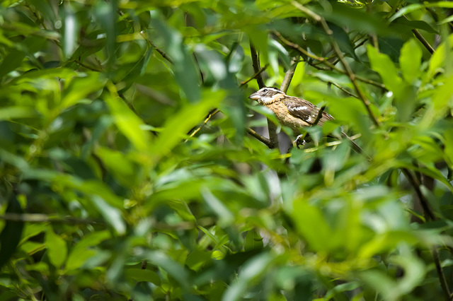 Black-headed grosbeak