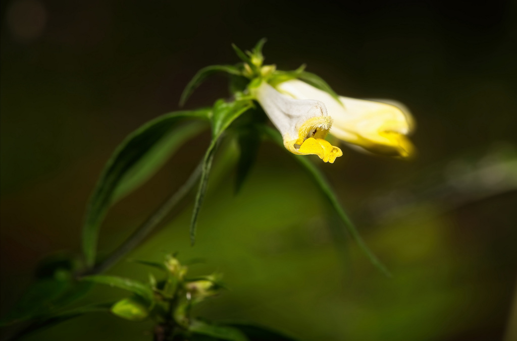 Der Wiesen-Wachtelweizen (Melampyrum pratense) :))  The meadow quail wheat (Melampyrum pratense) :))  Le blé de caille des prés (Melampyrum pratense) :))