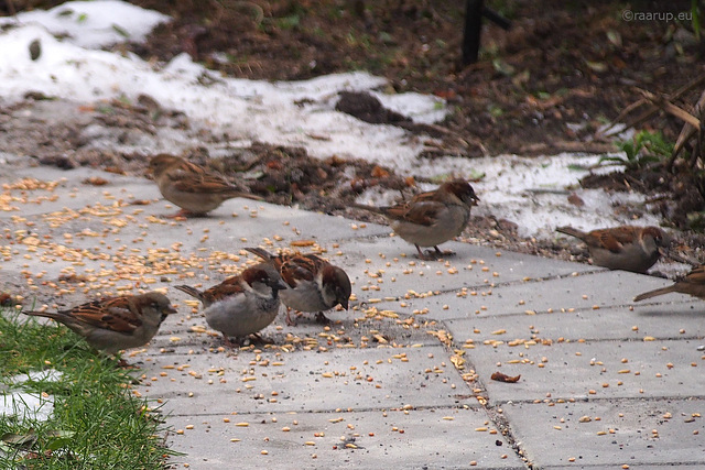 Sparrows' dinner