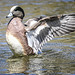 Widgeon