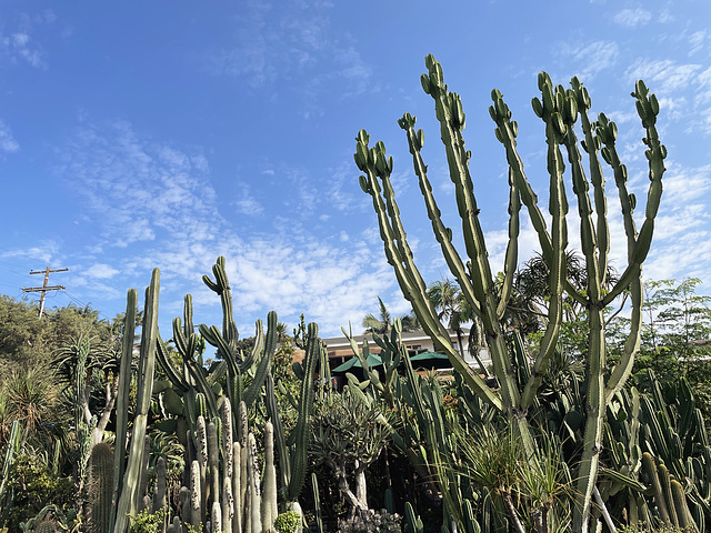 Succulent garden - Encinitas