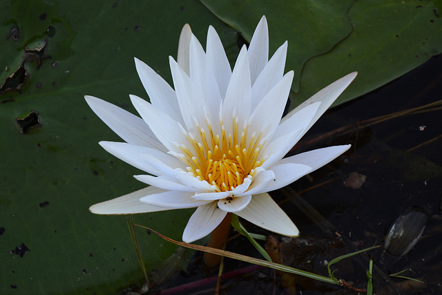 Botswana, Water Lily in the Shade of the Boat