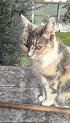 My Former Cat, Honey. My Former Cat, Honey.