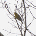 Pine Warbler