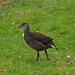 Moorhen chick (growing up rapiidly)