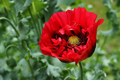 Papaver somniferum