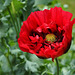 Papaver somniferum