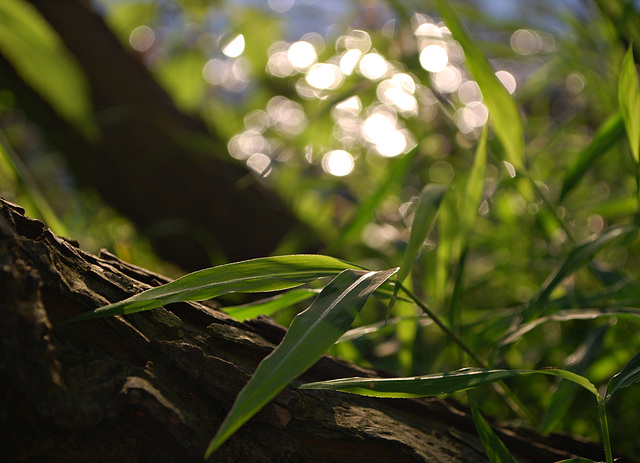 Dancing Bokeh