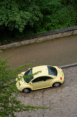 Coccinelle dans la verdure