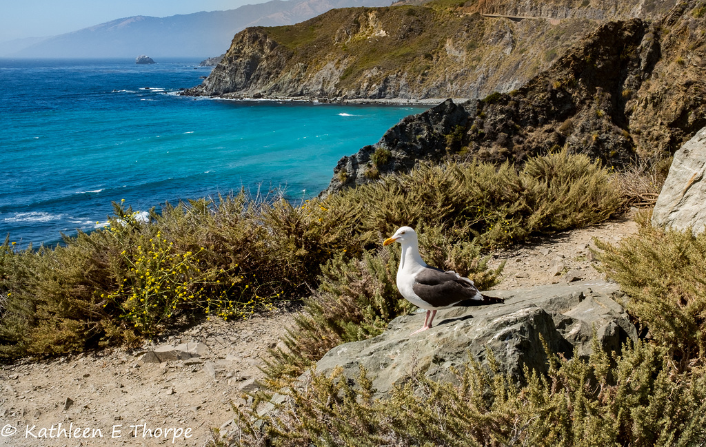 Pacific Coast view