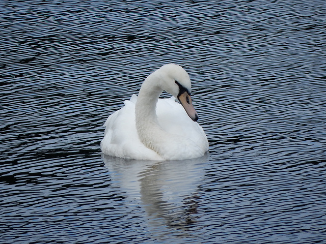 Who can resist taking a photo of a swan?