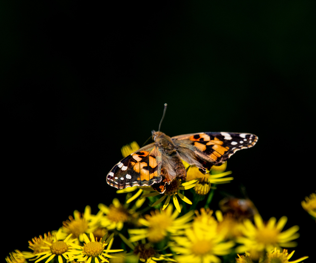 Painted lady butterfly