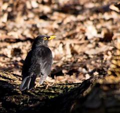 Blackbird (6)