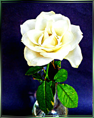 White Rose... ©UdoSm