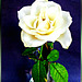 White Rose... ©UdoSm