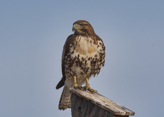 Red-tailed Hawk