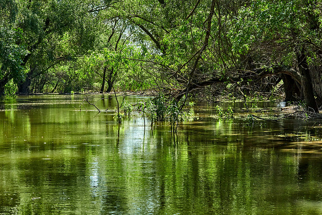 Im Donaudelta (Rumänien)