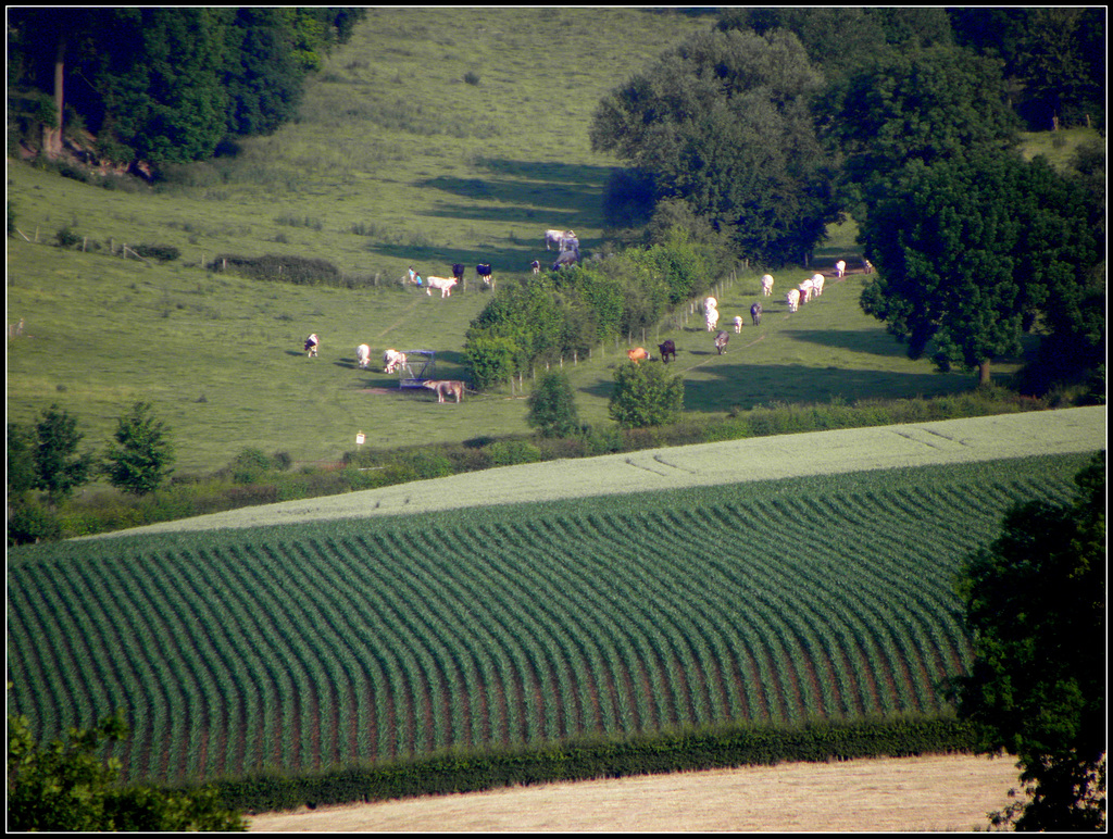 The Border