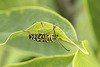 Locust Borer Beetle and Friend