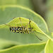 Locust Borer Beetle and Friend