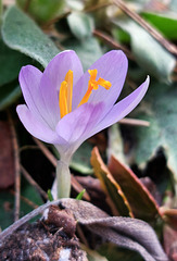 Elfenkrokus