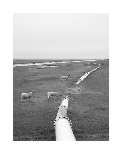 P5315994