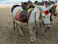 at the beach..