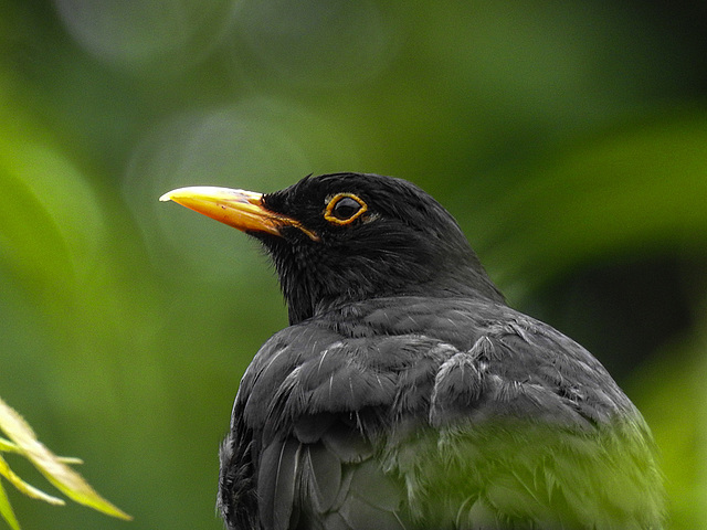 20170628 2192CPw [D~LIP] Amsel [m], Bad Salzuflen