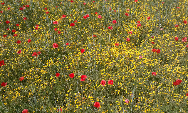 Blumenwiese...