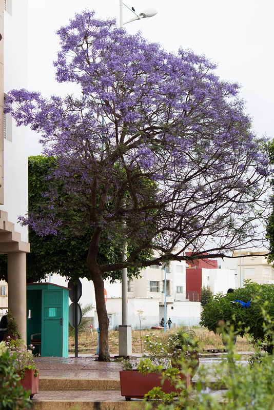 Agadir