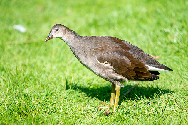 A young moorhen
