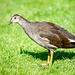 A young moorhen