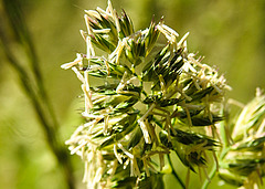 20230531 0344CPw [D~LIP] Gewöhnliches Knaulgras (Dactylis glomerata agg), UWZ, Bad Salzuflen