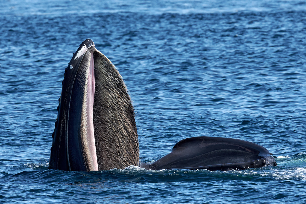 Humpback Whale