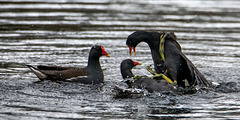 Moorhens