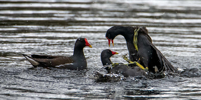 Moorhens