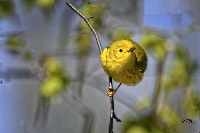 Yellow Warbler