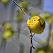 Yellow Warbler