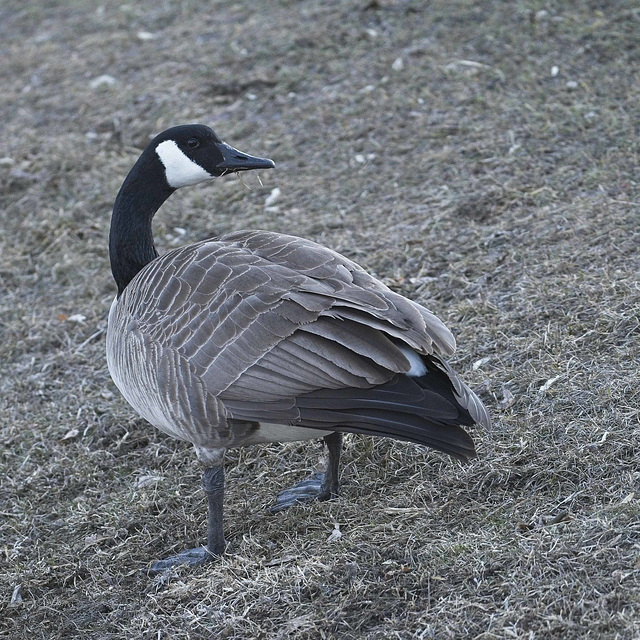 goose on the alert