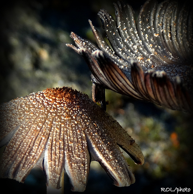 Chapelure ....sur champignons frais