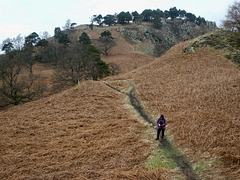 The path up to Wren Crag through mature pine and oak trees