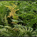 Pteris aquilina-Fougère aigle