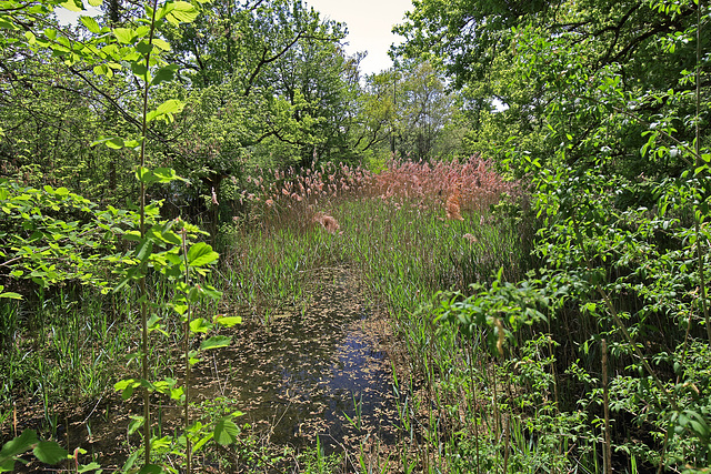 Rüdlingen - Am Alten Rhein (24)