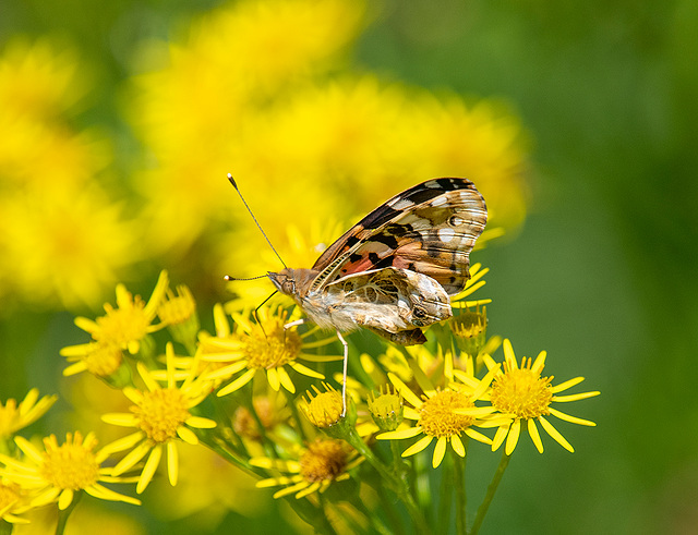 Painted lady butterfly