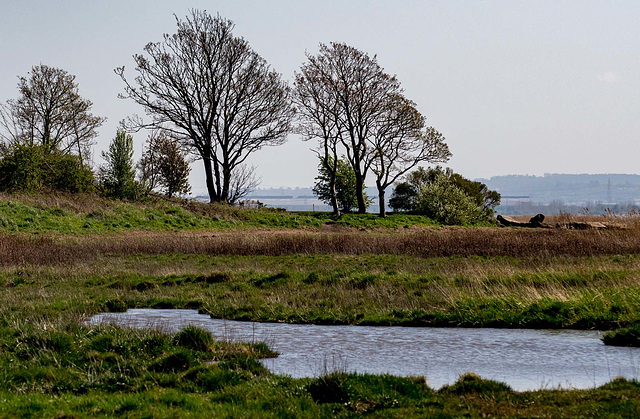 Burton marsh