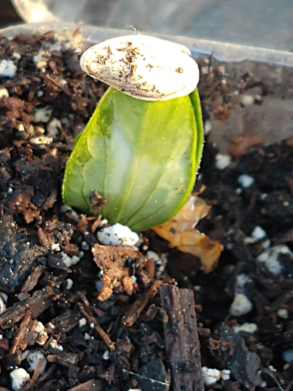 Pumpkin seedling