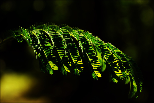 Der Mimose scharfe Schatten