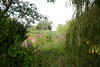 Высока и густая трава Дунайского Биосферного заповедника / Tall grasses of the Danube Biosphere Reserve