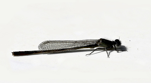 Demoiselle